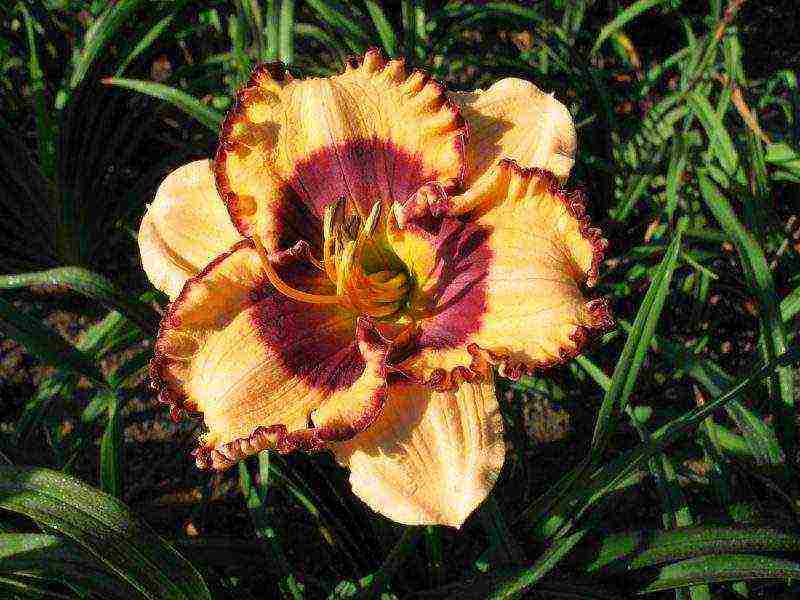 daylilies planting and care in the open field in the suburbs