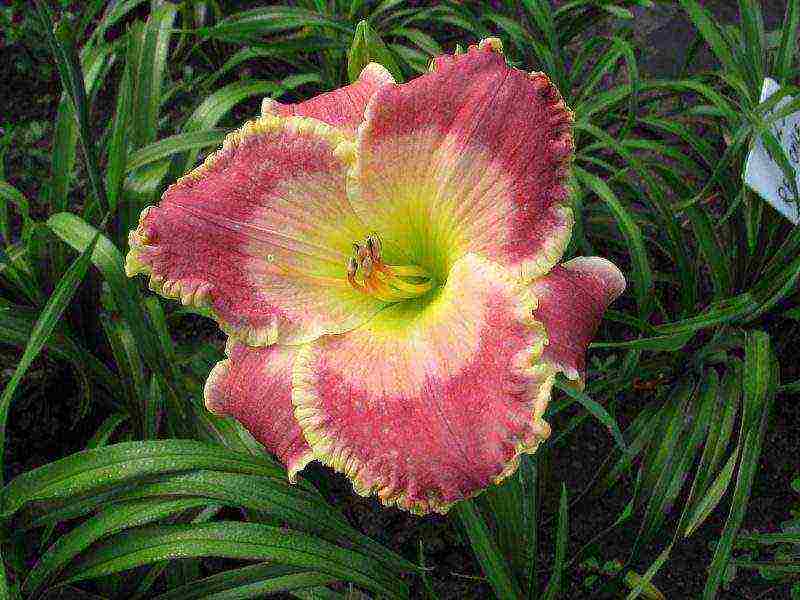 daylilies planting and care in the open field in the suburbs