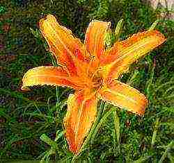 daylilies ปลูกและดูแลในทุ่งโล่งในเขตชานเมือง