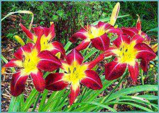 daylilies ปลูกและดูแลในทุ่งโล่งในเขตชานเมือง