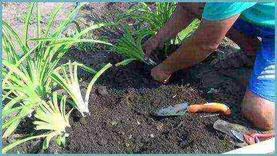 daylilies planting and care in the open field in the suburbs