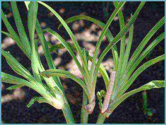 daylilies ปลูกและดูแลในทุ่งโล่งในเขตชานเมือง