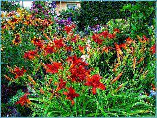 daylilies planting and care in the open field in the suburbs