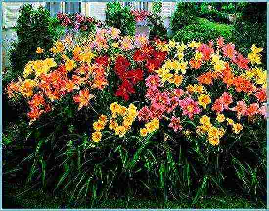 daylilies planting and care in the open field in the suburbs