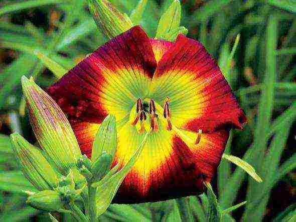 daylilies ปลูกและดูแลในทุ่งโล่งในเขตชานเมือง