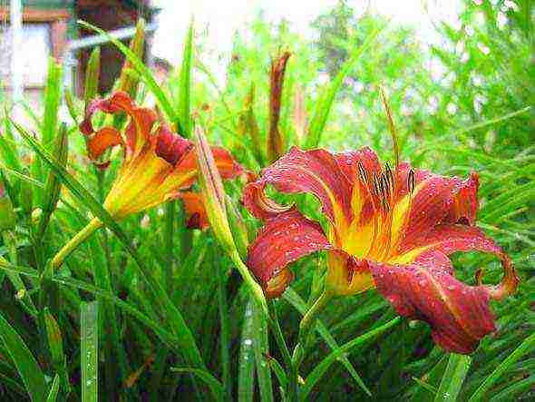 mga daylily na nagtatanim at nangangalaga sa bukas na bukid sa mga suburb