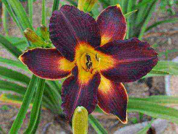 daylilies ปลูกและดูแลในทุ่งโล่งในเขตชานเมือง