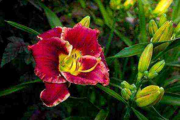 daylilies planting and care in the open field in the suburbs