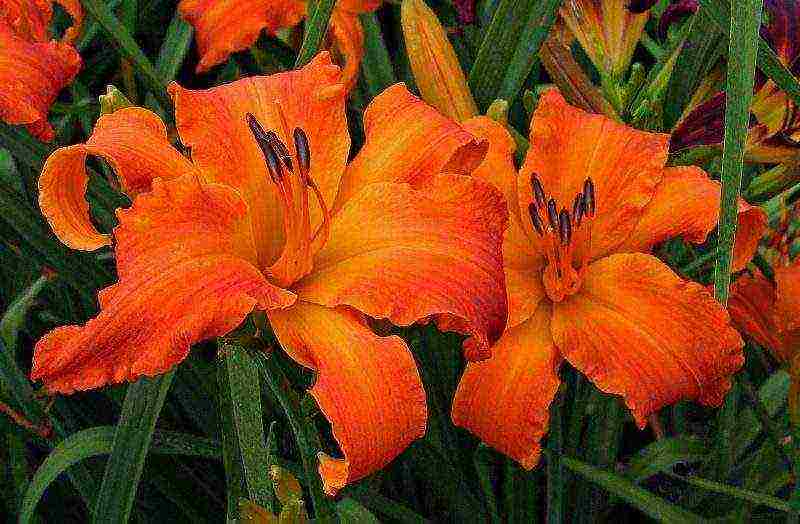 mga daylily na nagtatanim at nangangalaga sa bukas na bukid sa mga suburb