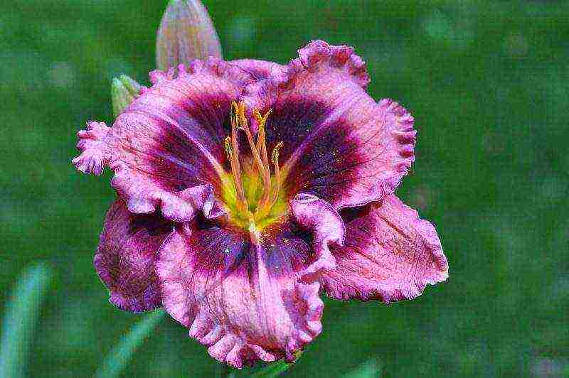 daylilies planting and care in the open field in the suburbs