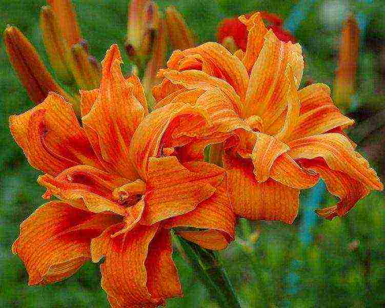 daylilies ปลูกและดูแลในทุ่งโล่งในเขตชานเมือง