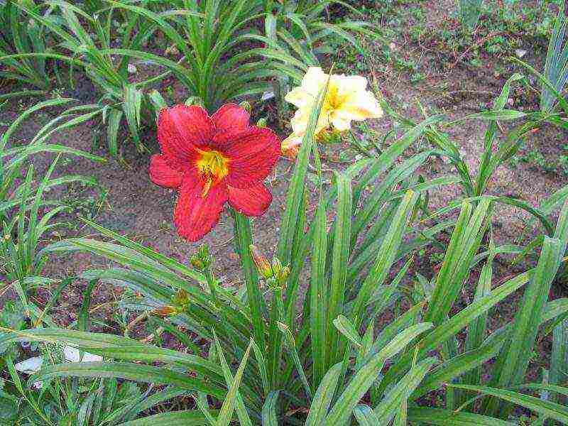 daylilies planting and care in the open field in the suburbs