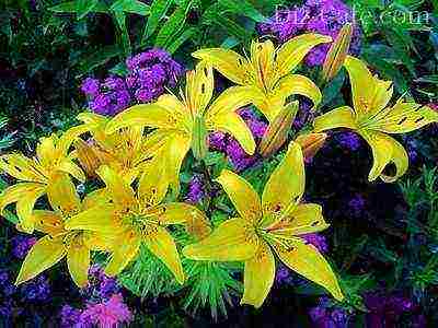 lilies planting and care in the open field when digging