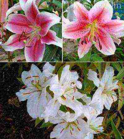 lilies planting and care in the open field when digging