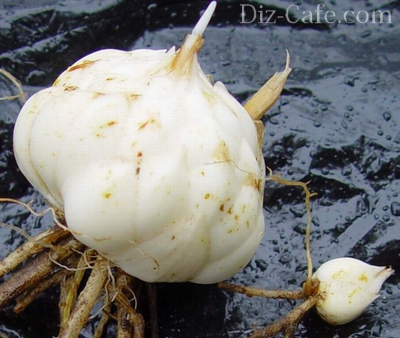 lilies planting and care in the open field when digging