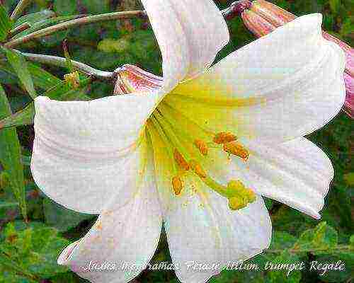 lilies planting and care in the open field when digging