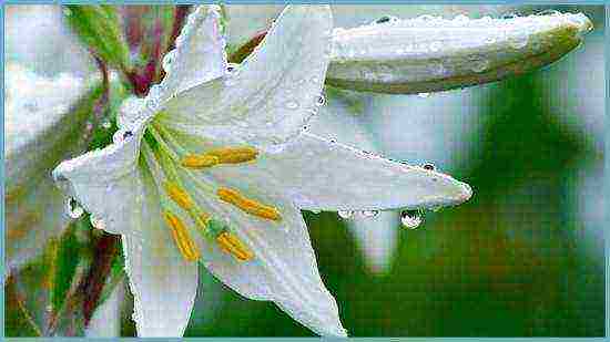 lilies planting and care in the open field when digging