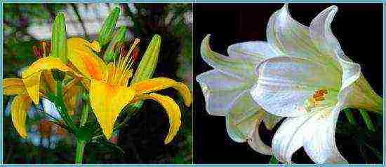 lilies planting and care in the open field when digging