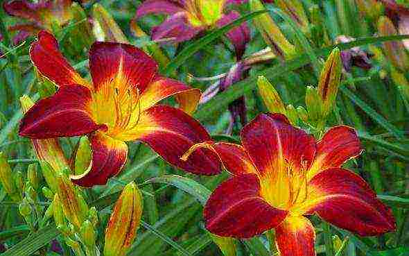 lilies planting and care in the open field when digging