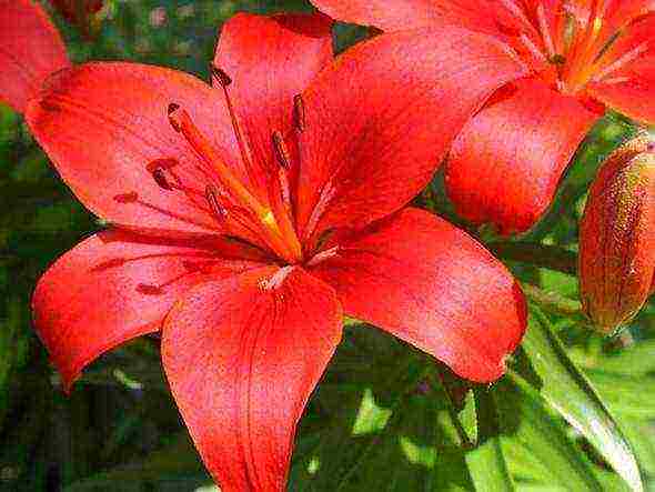 lilies planting and care in the open field when digging