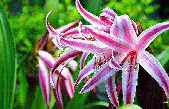 lilies planting and care in the open field when digging