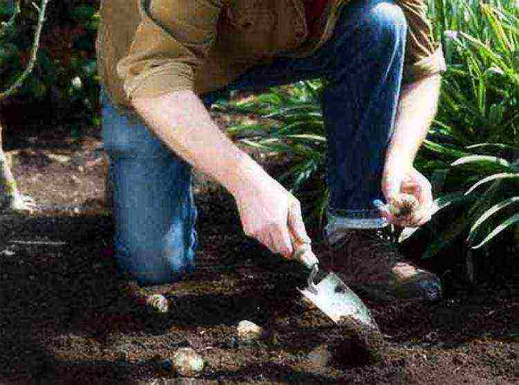 lilies planting and care in the open field when digging