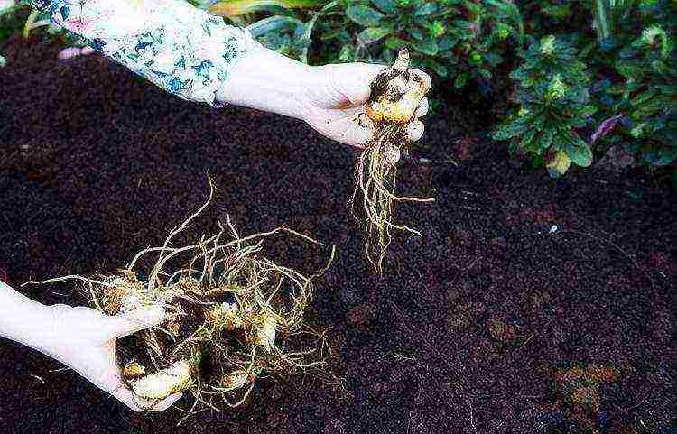 lilies planting and care in the open field when digging