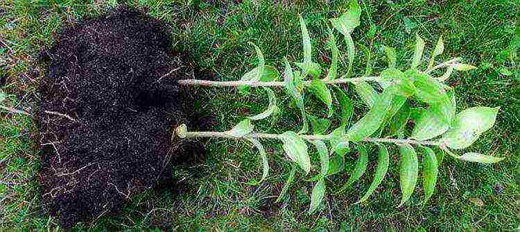 lilies planting and care in the open field when digging