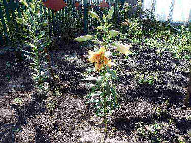 lilies planting and care in the open field when digging