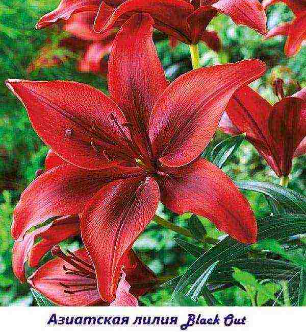 lily varieties are the best