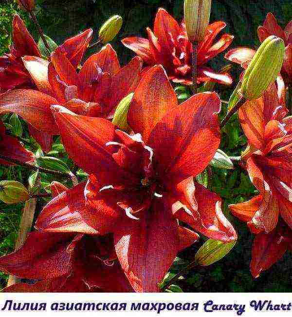 lily varieties are the best