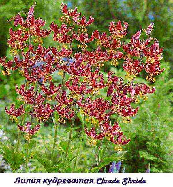 lily varieties are the best