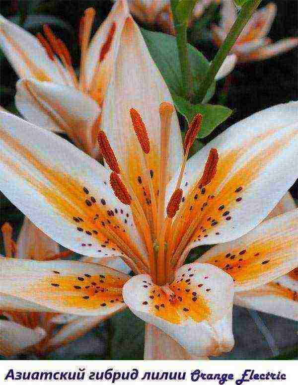 lily varieties are the best