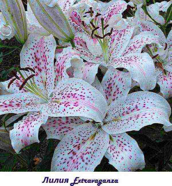 lily varieties are the best