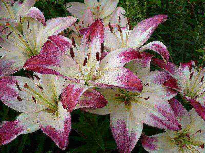 lily varieties the best varieties