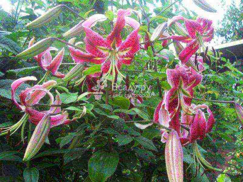 lily varieties ang pinakamahusay na mga varieties