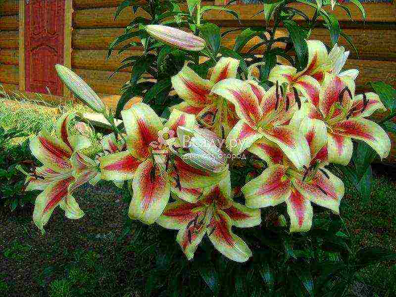 lily varieties the best varieties