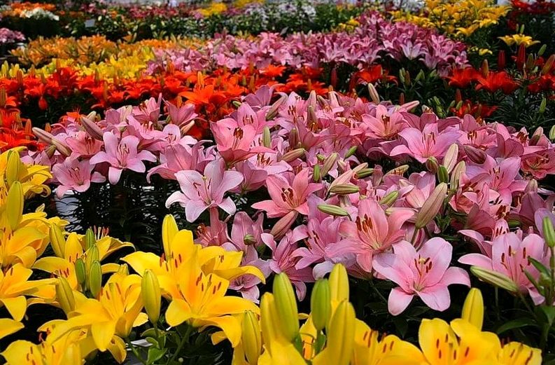 lily varieties the best varieties