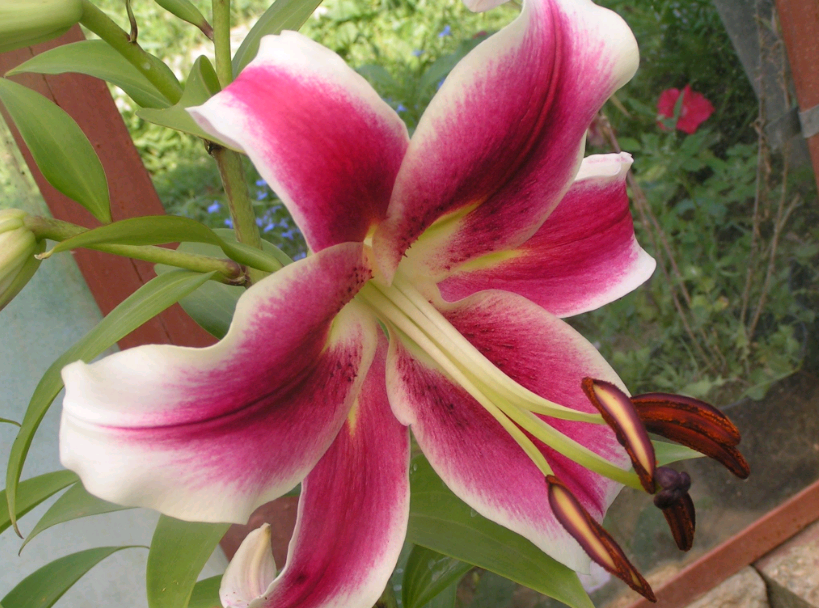 lily varieties the best varieties