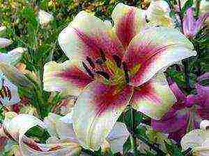 lily varieties the best varieties