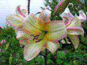 lily varieties the best varieties