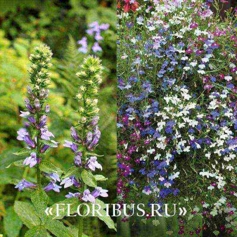 lobelia varieties are the best