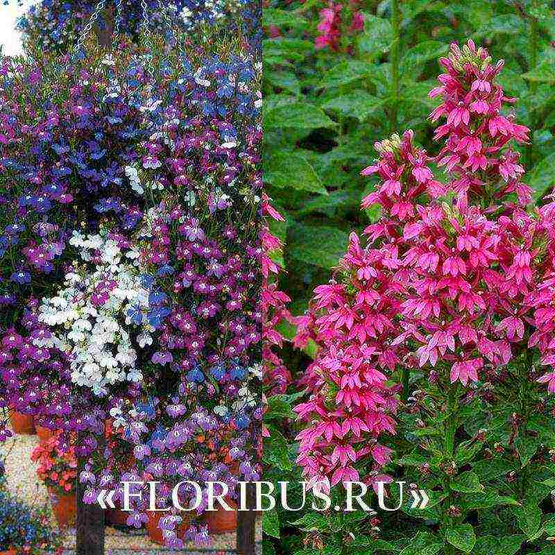 lobelia varieties are the best