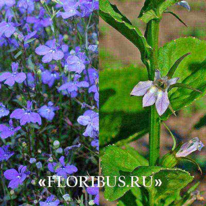 ang mga pagkakaiba-iba ng lobelia ay ang pinakamahusay