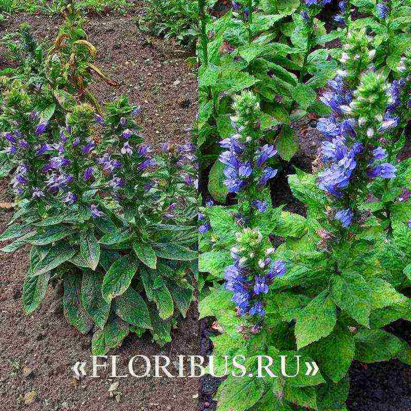 lobelia varieties are the best