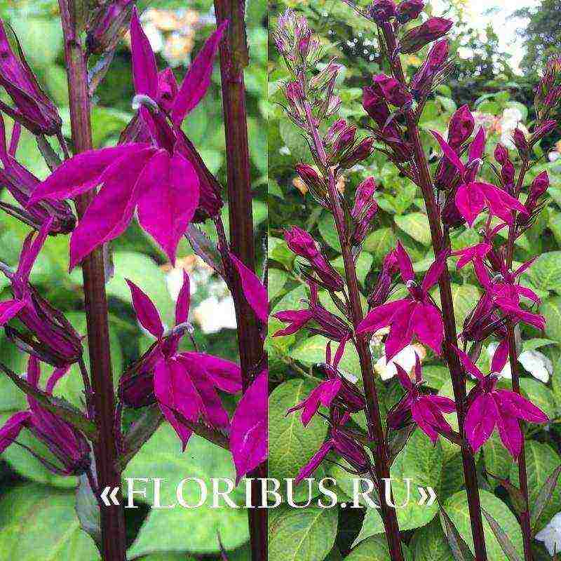 lobelia varieties are the best