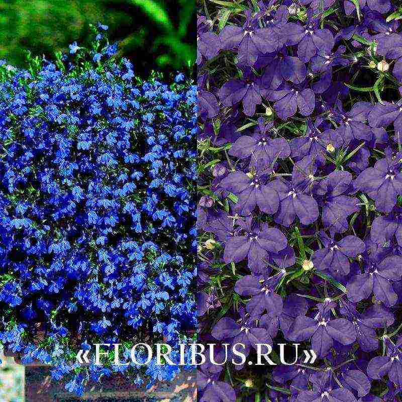 lobelia varieties are the best