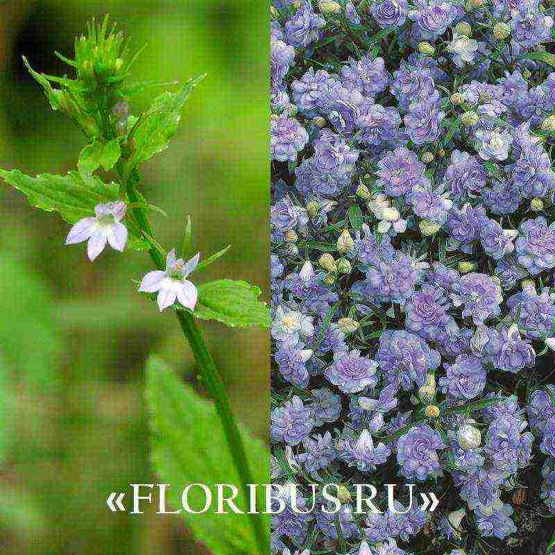 lobelia varieties are the best