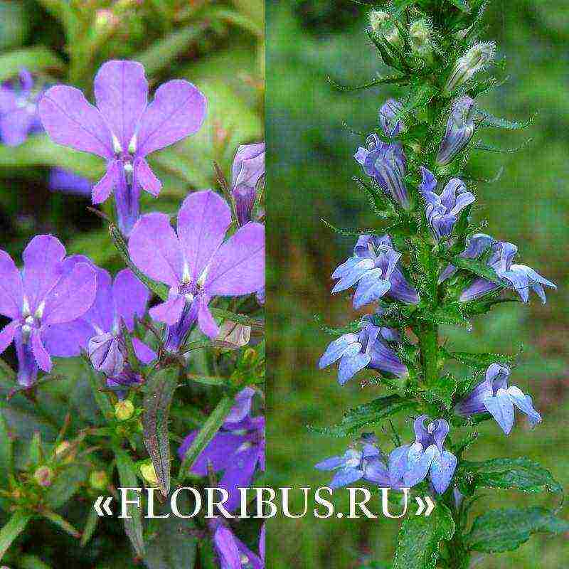 ang mga pagkakaiba-iba ng lobelia ay ang pinakamahusay