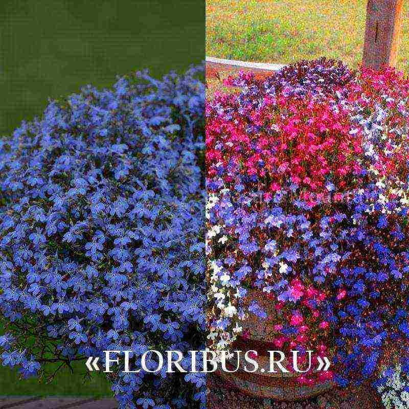 lobelia varieties are the best